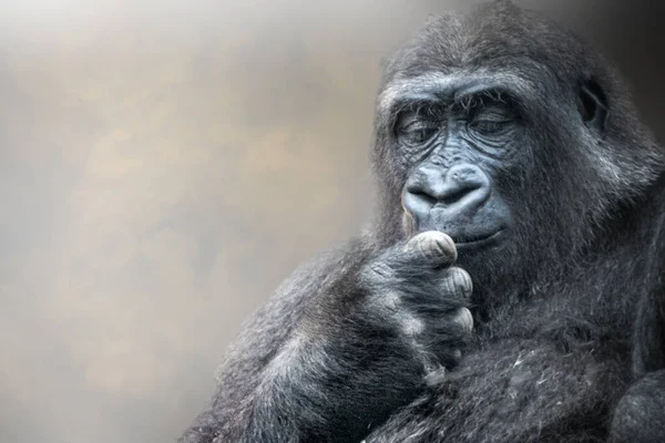 Gorila Simio Mirando Mano — Foto de Stock