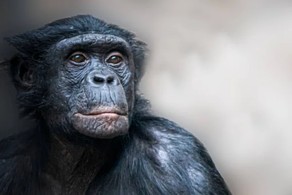 Portré Egy Bonobo Csimpánz Előtt Egy Fényes Háttér — Stock Fotó