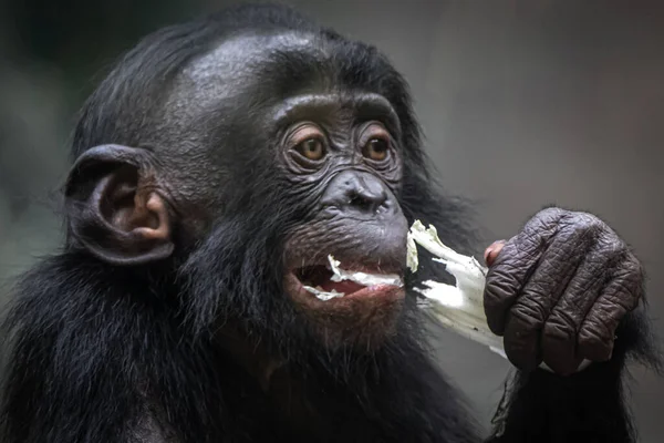 Aranyos Fotó Egy Fiatal Csimpánz Eszik Saláta — Stock Fotó
