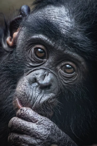 Profile Baby Monkey Its Hand Mouth — Stock Photo, Image