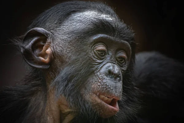 Retrato Jovem Macaco Olhando Para Baixo — Fotografia de Stock