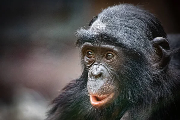 Cute Portrait Young Monkey Looking Left — Stock Photo, Image