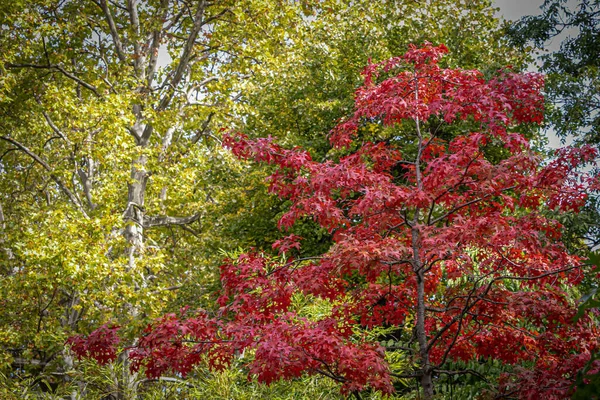 Höst Färgade Blad Flera Träd Byter Färg — Stockfoto