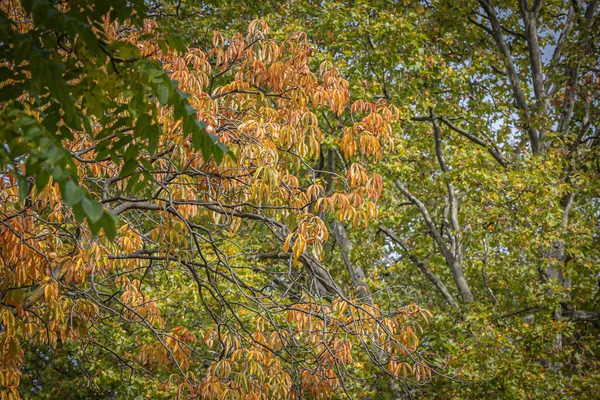 Höst Färgade Blad Flera Träd Byter Färg — Stockfoto