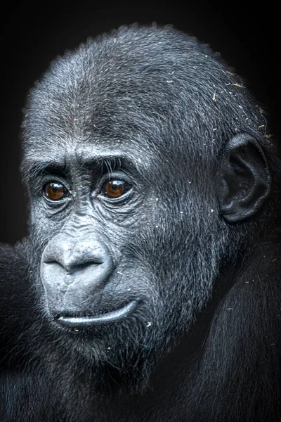 Alacsony Billentyűzet Függőleges Portré Egy Fiatal Gorilla Néz Balra — Stock Fotó