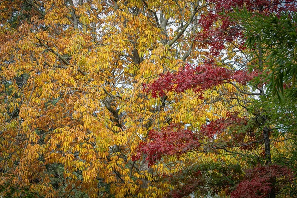 Φθινοπωρινά Χρωματιστά Φύλλα Διάφορα Δέντρα Αλλάζουν Χρώματα — Φωτογραφία Αρχείου