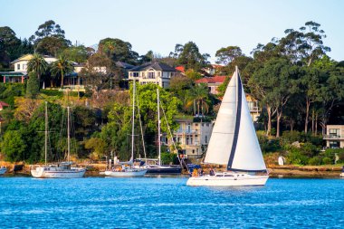 Sidney, Avustralya 'daki deniz yatlarının manzarası