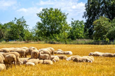 Yeşil bir çayırda otlayan koyunlar