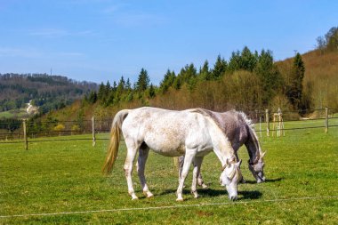 Ana ve Eyalet Aygırı, Marbach