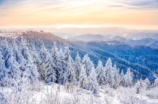 Beautiful Winter Wonderland Black Forest Germany — Stock Photo, Image