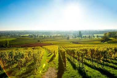 Heppenheim, Hessen, Almanya 'daki üzüm bağları