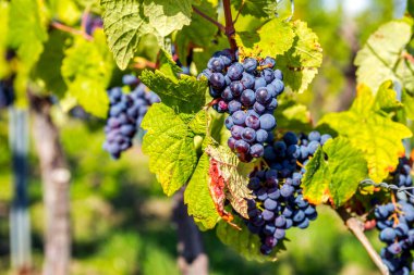 Hessen, Rheingau, Almanya 'da Panorama Kiedrich 