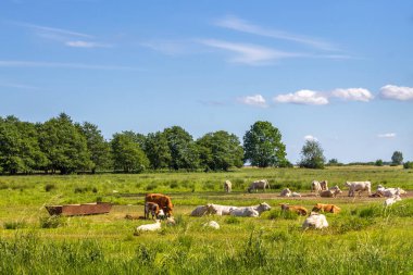 Ada Poel, Mecklenburg Vorpommern, Almanya 