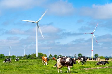 Yenilenebilir enerji üreten yel değirmenlerinin önündeki çayırdaki inekler sürüsü. 