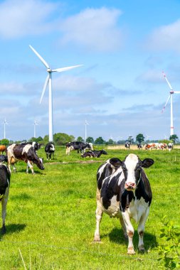 Yenilenebilir enerji üreten yel değirmenlerinin önündeki çayırdaki inekler sürüsü. 