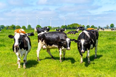 Herd of Cows on a meadow in front of windmills who produce renewable energy  clipart