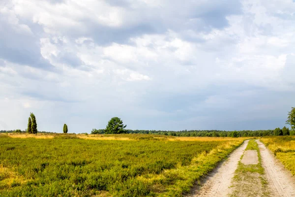 Lueneburger Heide Германии — стоковое фото