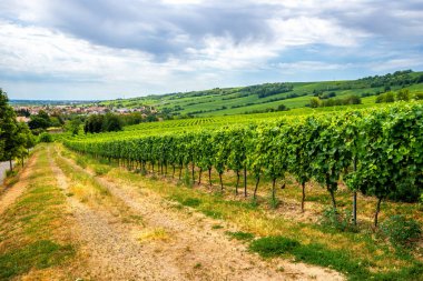 Oppenheim, Almanya 'daki üzüm bağları 