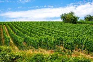 Oppenheim, Almanya 'daki üzüm bağları 