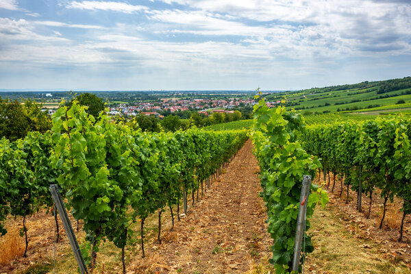 Vineyard in Oppenheim, Germany 