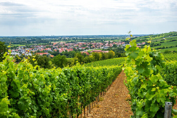 Vineyard in Oppenheim, Germany 
