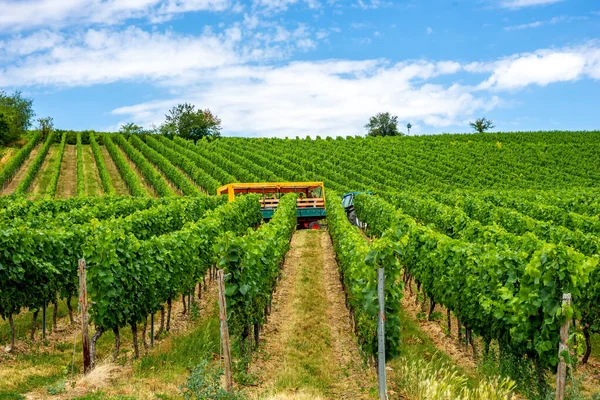Виноградник Оппенгеймі Німеччина — стокове фото