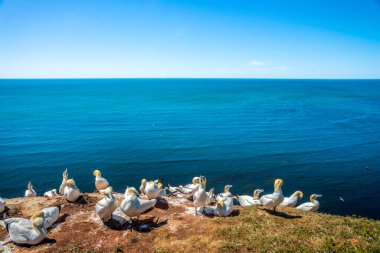 Birds, Helgoland, Holstein, Almanya 