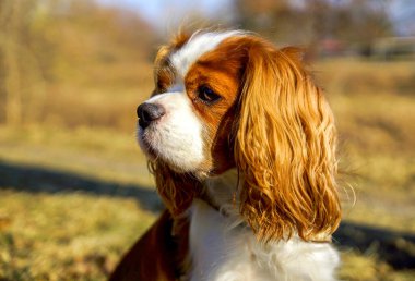 Şövalye Kral Charles Spaniel, köpek.