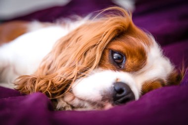 Şövalye Kral Charles Spaniel, köpek.