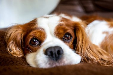 Şövalye Kral Charles Spaniel, köpek.