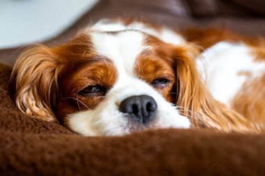 Şövalye Kral Charles Spaniel, köpek.