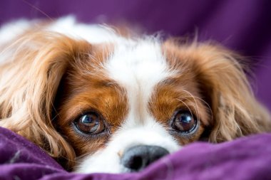 Şövalye Kral Charles Spaniel, köpek.