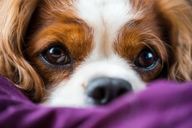 Şövalye Kral Charles Spaniel, köpek.
