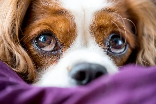 Cavalier King Charles Spaniel, dog