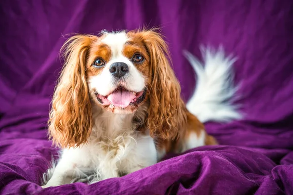 Cavalier King Charles Spaniel, dog