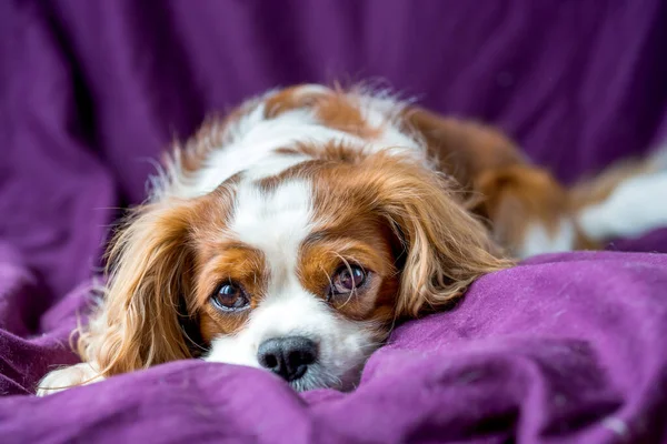 Şövalye Kral Charles Spaniel, köpek.