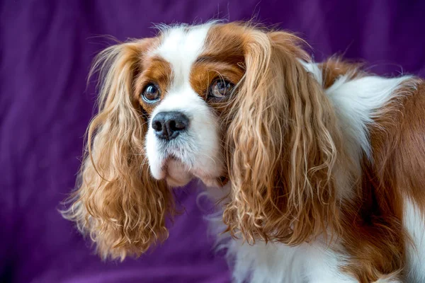 Cavalier King Charles Spaniel, dog
