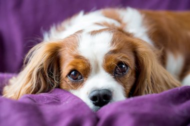 Şövalye Kral Charles Spaniel, köpek.