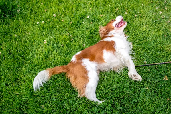 Cavalier Raja Charles Spaniel Anjing — Stok Foto