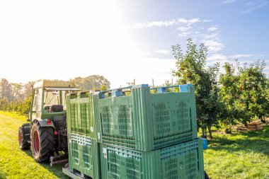 Elma, Hasat, Thurgau, İsviçre