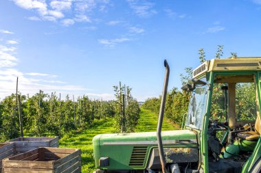 Elma, Hasat, Thurgau, İsviçre