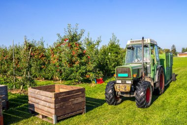 Elma, Hasat, Thurgau, İsviçre
