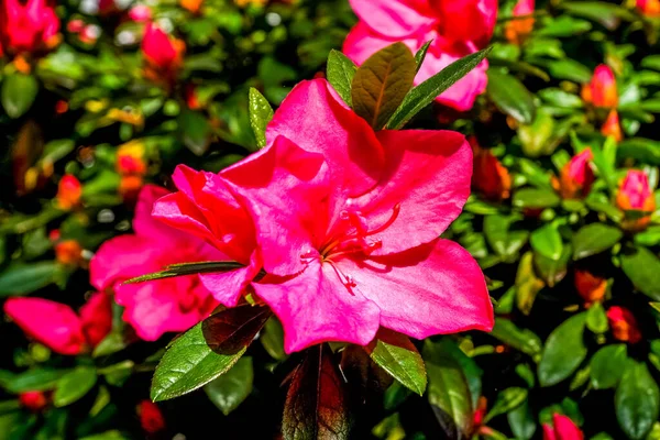 Bahçedeki güzel çiçekler 