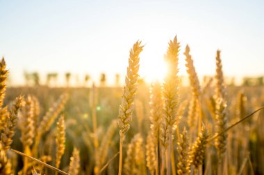 Gün batımında buğday tarlası