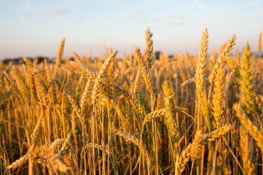 Gün batımında buğday tarlası