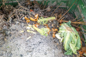 Zelený kompost v zahradě 