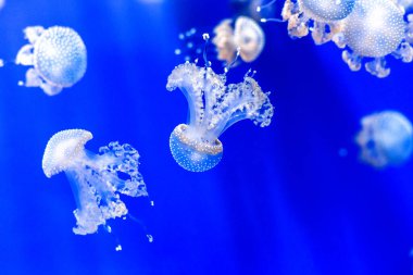 Mavi denizdeki denizanaları