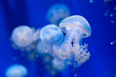 Mavi denizdeki denizanaları