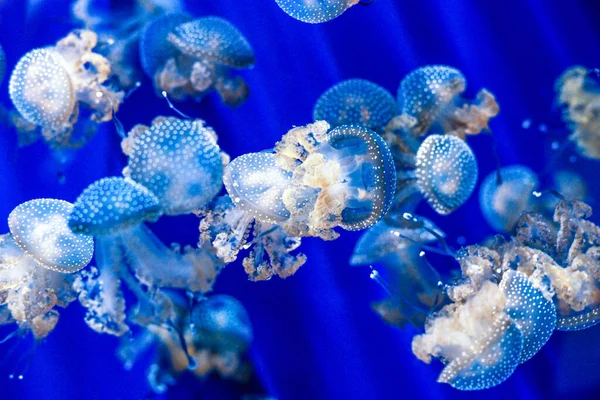 Medusas Mar Azul — Foto de Stock