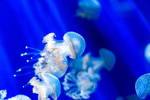 Jellyfish Blue Sea — Stock Photo, Image